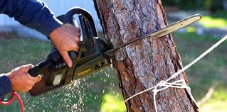 Best Tree Preservation Services  in Monroe, MI