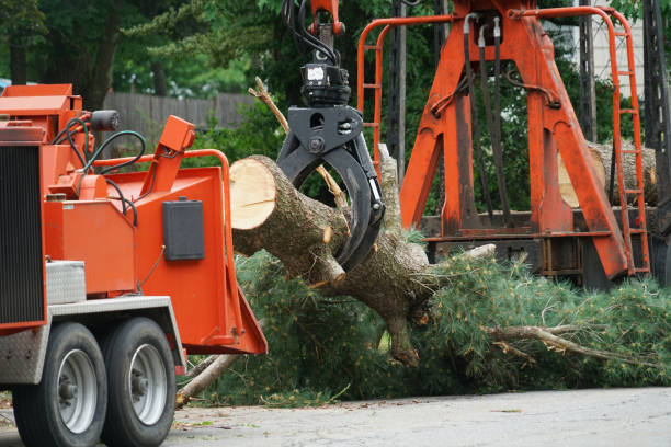 Best Stump Grinding and Removal  in Monroe, MI